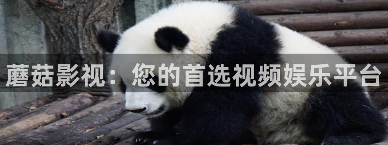 青柠电影网：蘑菇影视：您的首选视频娱乐平台